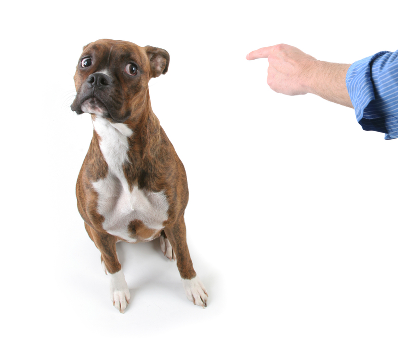 waste removal waste disposal